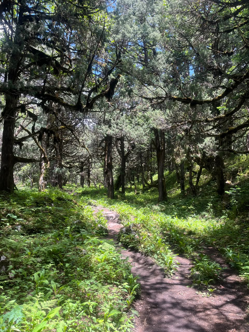 A narrow trail winding through moss-draped conifer forest