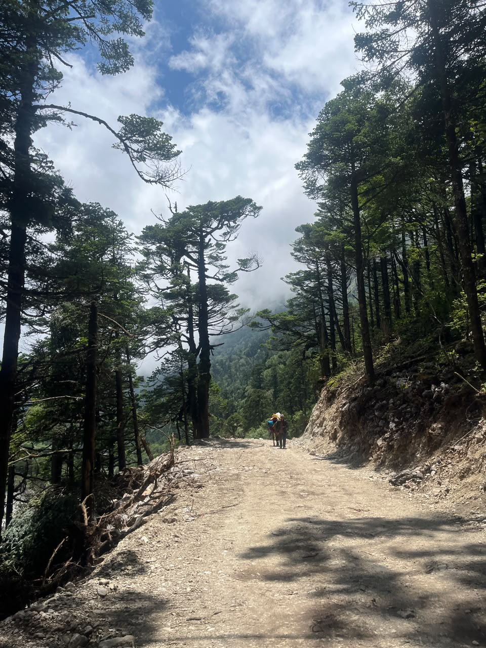 A loaded pack horse on the forested track toward Lapche, mist rising over the ridgeline