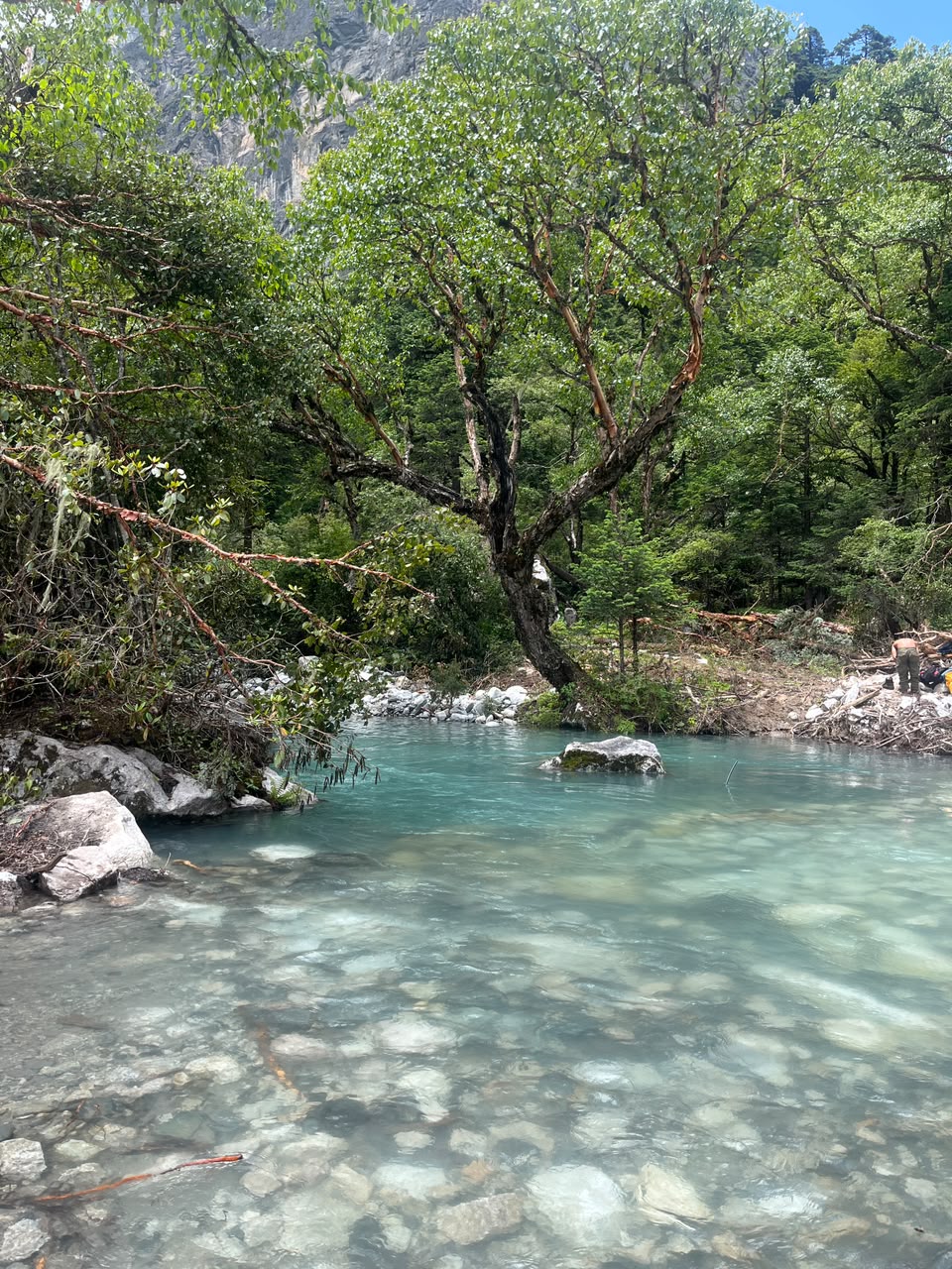 A turquoise glacial pool running through the forest, framed by an old twisted tree