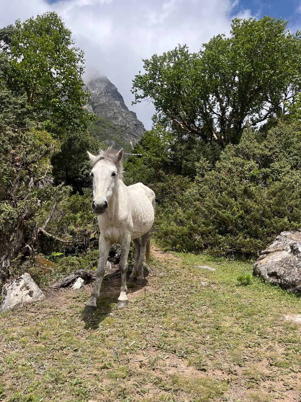 A wild horse standing in a forest clearing, watching the trail