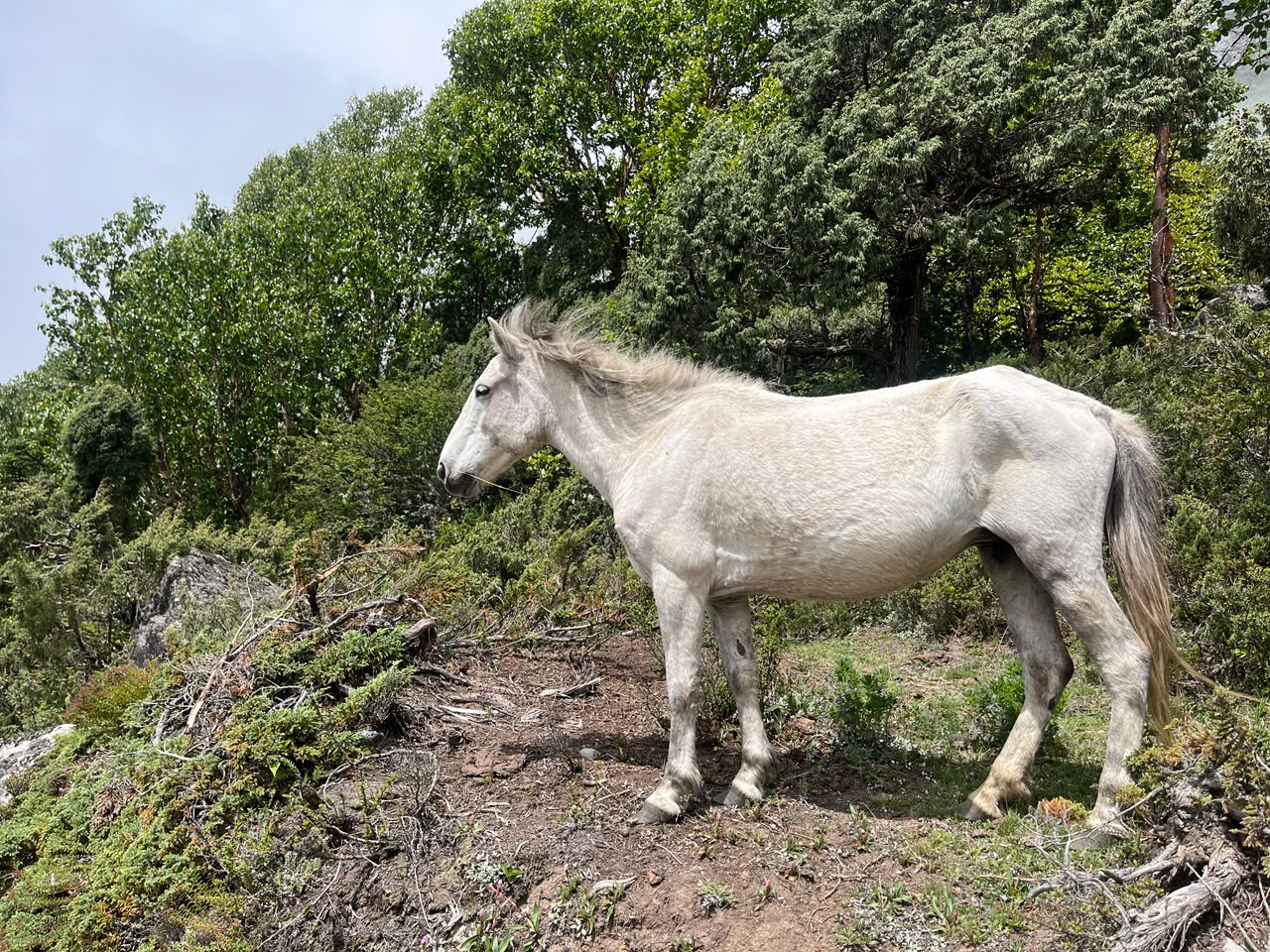 A wild horse grazing beside the trail, mist over the ridgeline behind it