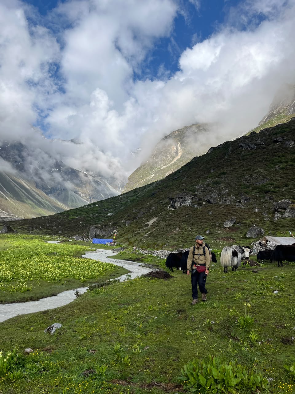 A hiker walking past grazing yaks in a high mountain pasture, clouds over the peaks